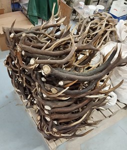 เขากวางเขากวางธรรมชาติสำหรับสุนัขเคี้ยวทนทานและอุดมไปด้วยสารอาหาร - Product Image 2