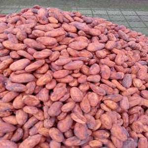 Granos de Cacao Secos Madurados de Alta Calidad - Grado A Premium - 100% Puro Natural Variedad ARIBA - Paquete de 25 kg Natural en Venta - Product Image 1