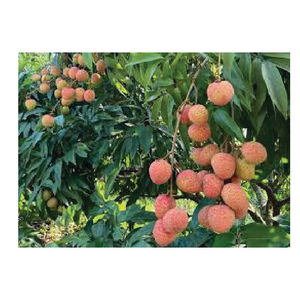 ลิ้นจี่สดแช่แข็งคุณภาพสูงจากเวียดนาม - Product Image 2