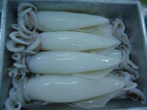 Loligo-calamar fresco de Loligo, calamar fresco de Loligo en Vietnam, para vacaciones - Product Image 3