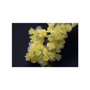 น้ำมันจาก May Chang ชั้นนำสำหรับผู้ผลิตและส่งออกน้ำมันชั้นนำ - Product Image 1