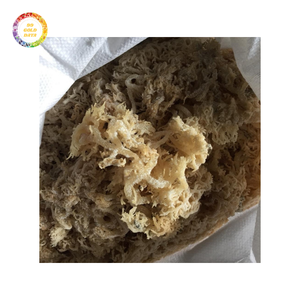 Musgo marino irlandés seco de alta calidad para exportación Fuente caribeña Perfecto para venta minorista y fabricación a bajo costo - Product Image 2