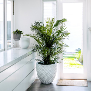 Peinture blanche mate moderne grand intérieur extérieur utilisant des plantes succulentes artificielles en polystone en pot fabriquées au Vietnam - Product Image 6