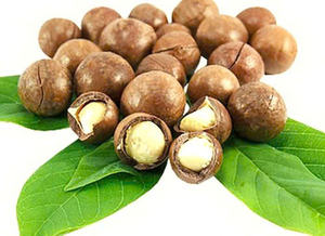 Noix de macadamia entières grillées et salées, fabricant vietnamien, vente en gros OEM - Product Image 5