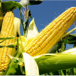 Maïs jaune sans OGM de qualité supérieure en vrac Vente en gros Maïs en grains séché biologique Maïs en grains Alimentation animale Maïs Exportation Fourniture de qualité - Product Image 3