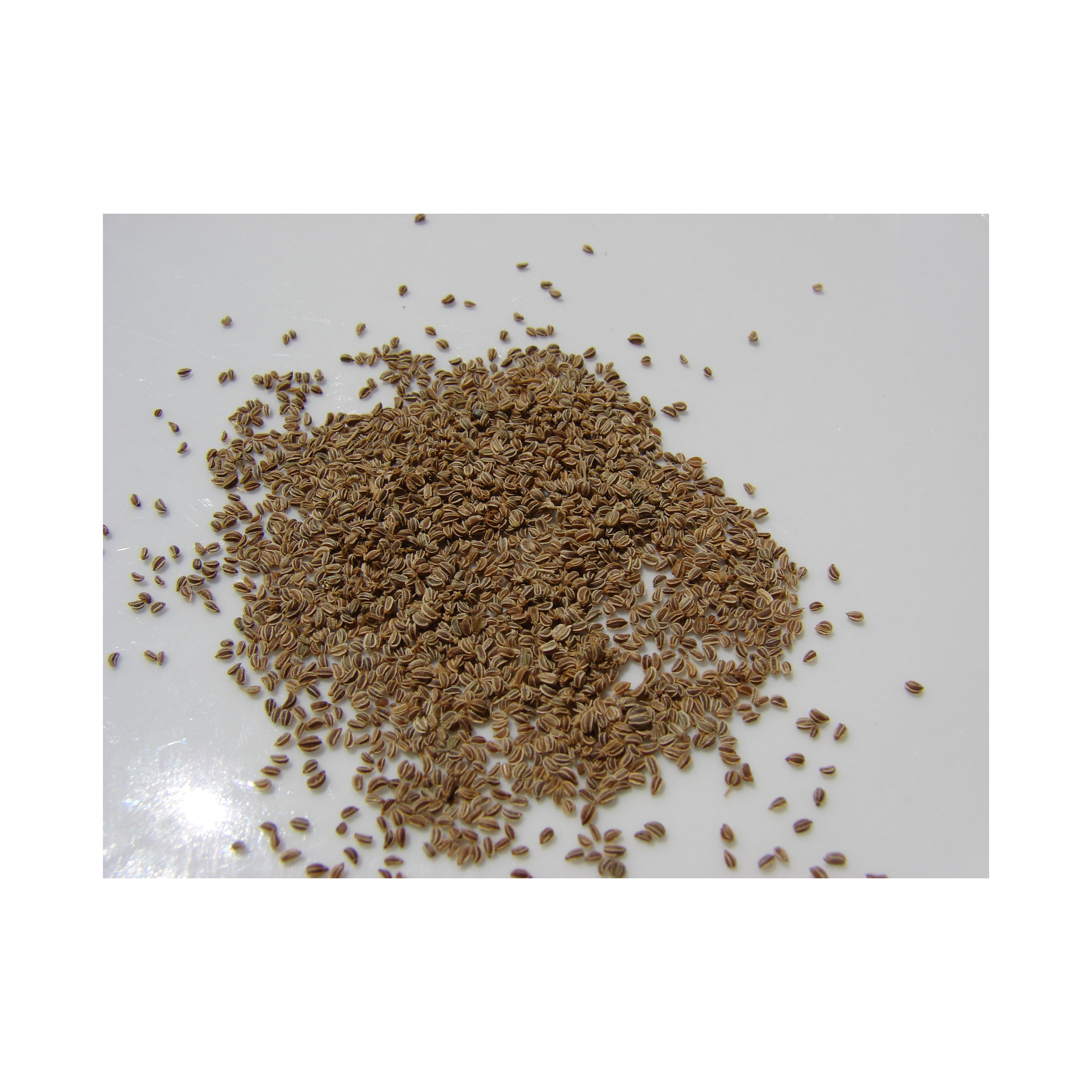 dawn redwood plant seeds