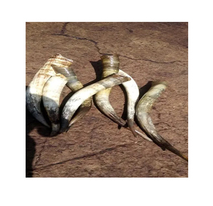 Fabricant d'origine nigériane de qualité supérieure Poli Technique Matériau organique Produits d'artisanat naturels Cornes de vache - Product Image 1