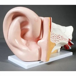 Modelo de oreja humana 3D de PVC biológico, oreja anatómica gigante para Educación Médica, recurso de enseñanza de oreja de plástico 3 veces ampliado - Product Image 4
