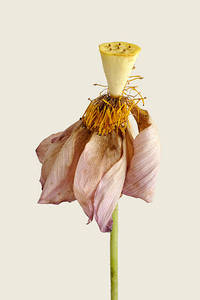 Pétales de lotus déshydratés Délicieux et riches en saveur au Vietnam à vendre Faire du thé aux herbes - Product Image 4