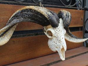 Cráneo de toro de búfalo y carnero hecho a mano con cuernos majestuosos, arte de pared cultural moderno y decoración de soporte para interiores sofisticados - Product Image 2