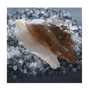 Pescado Plaice Congelado Entero y en Filetes - Proveedor Mayorista de Pescado Plaice - Product Image 6