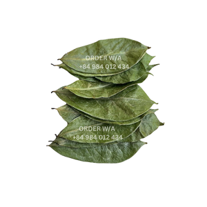 Vente en gros de feuilles de corossol séchées en vrac meilleur prix extrait de corossol de graviola feuille 100% naturelle - Product Image 1