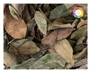 ใบกราวิโอลาแห้งสำหรับชาสมุนไพรใบทุ้มสำหรับบรรจุภัณฑ์ขายส่งและผู้บริโภคผู้จัดจำหน่ายในเวียดนาม - Product Image 6