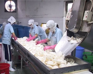 Elija carne de coco congelada de primera calidad, una opción saludable y deliciosa para sus necesidades de alimentos congelados - Product Image 5