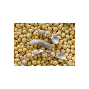 Frijoles de soja orgánicos sin OGM de alta calidad Frijoles de soja secos amarillos para germinación y envasado a granel de alimentos - Product Image 1