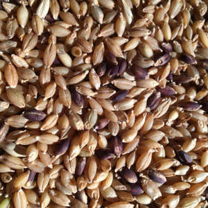 Grano de Cebada Natural de Grado Alimenticio, Semillas de Cereal para Cocinar, Hornear y Suministro a Granel, en Venta - Product Image 1
