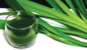 Poudre de feuilles de pandan séchées, ingrédient pour la transformation alimentaire, la boulangerie et les usines de boissons - Product Image 3