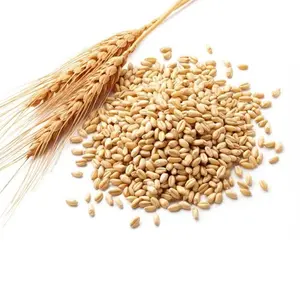 热销小麦胚芽油精制小麦胚芽油散装小麦胚芽油，用于头发皮肤