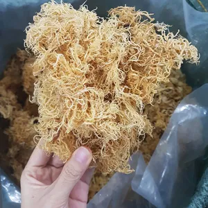 批发天然好价格脱水蔬菜干海苔无盐优质食品