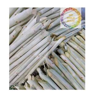 Suministro de fábrica Palitos de caña de azúcar congelados 100 por ciento Bastón natural fresco Perfecto para postres de jugo y cadenas de batidos - Product Image 1