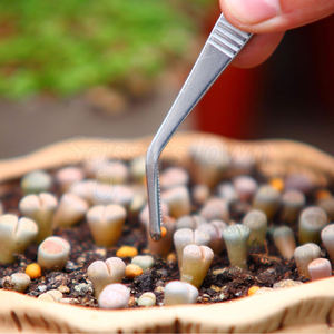 คีมคีบอัญมณีสแตนเลสแบบใช้ซ้ำได้สำหรับคลินิกโรงพยาบาลและการผ่าตัดมืออาชีพ - Product Image 3