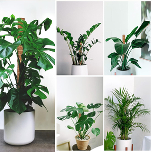 <b>Cover</b> Shipping Fee US Stock 4pcs <b>Plastic</b> Coated Moss Pole Kit with Ties for Monstera Indoor Plant Support <b>Greenhouse</b> Use - Product Image 4