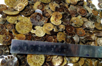Ammonite naturelle en vrac, pierre précieuse, quartz de guérison, ammonite polie pour la fabrication de bijoux, guérison