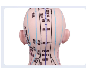 Akupunktur noktası öğrenme ve büyük taban sabit nokta tasarımı ile ekran için 55cm 21.6 inç silikon akupunktur modeli - Product Image 3