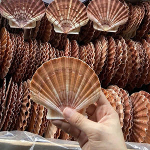 เปลือกหอยที่ดีที่สุดของเวียดนาม: โอกาสในการส่งออกจำนวนมาก - Product Image 2