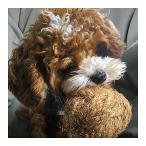 Bola de perro de fibra de coco orgánica superventas/Bola de juguete de perro de coco hecha a mano de Vietnam - Product Image 4