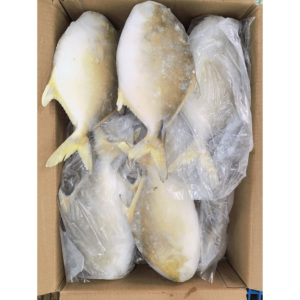 Pomfret Dorado Congelado Entero Redondo 600-800g, Pescado Pompano Dorado de Cultivo Chino - Product Image 3