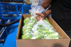 PREMIUM <b>FRESH</b> CAVENDISH <b>BANANA</b> - Product Image 4