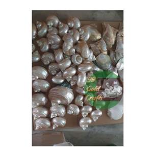 E-Co Friendly Nature coquillage créatif artisanat coquillage ronds de serviette coquillage Superbe coquillage fait main 99 données en or VIETNAM - Product Image 6