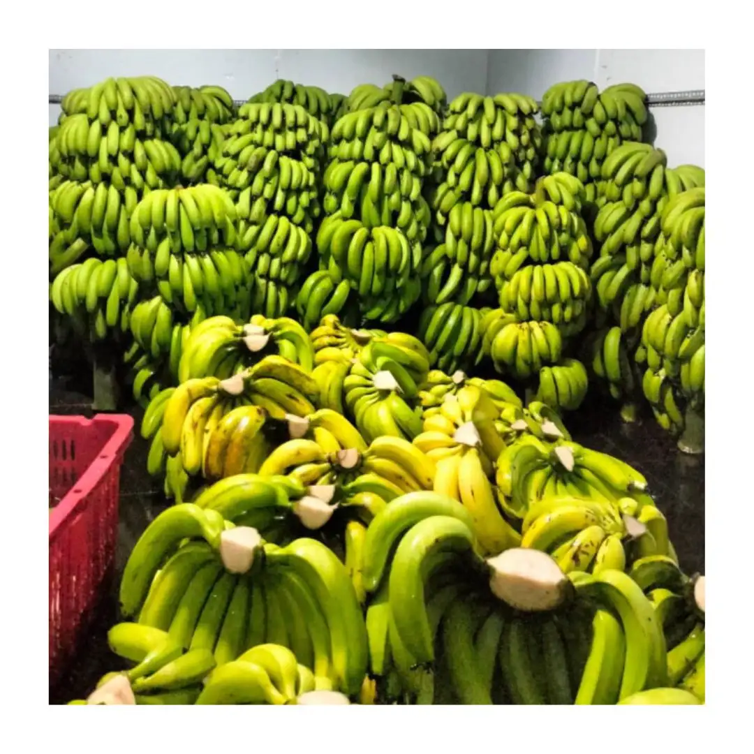 100% свежий банан высокого качества-дешевая распродажа кавендиш банан хорошая распродажа Органическое выращивание-Лучшие продажи банан Премиум VN