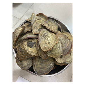 Operculum de Concha Marina al por Mayor, Precio Económico, Alta Calidad, Color Natural, Ecológico, Tallado con Diseño Floral, Grado A - Product Image 3