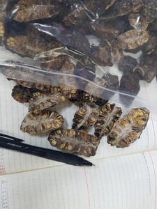 ผลไม้ noni ตากแห้งชิ้นโนนิตากแห้งสำหรับชาสมุนไพรการผลิตน้ำผลไม้แบบไม่บริสุทธิ์ - Product Image 4