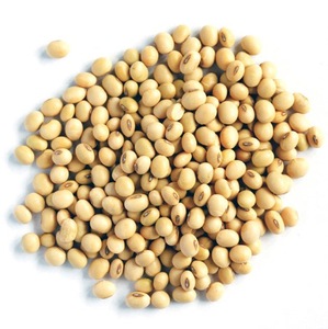 Graines de soja séchées, culture courante, haute qualité, biologiques, non-OGM, vertes, en vrac, vente en gros - Product Image 5