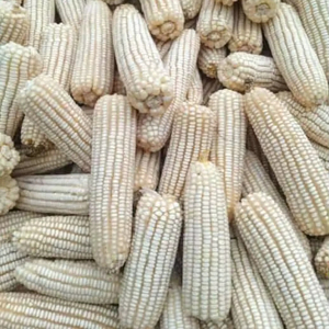 Maïs blanc de qualité supérieure, prix de gros, maïs blanc de qualité supérieure pour l'alimentation animale, fournisseur - Product Image 1