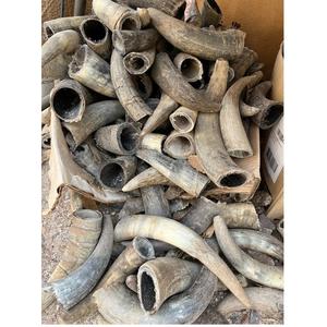 Cuerno Natural para Beber de Vaca, Pulido Premium, Estilo Animal, Excelente Calidad para Hoteles, Restaurantes, Fiestas y Regalos - Product Image 1