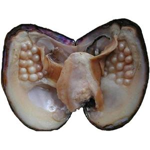 Fruits de mer japonais frais de haute qualité-Huîtres décortiquées congelées dans une boîte Vaisselle d'eau douce en gros - Product Image 4