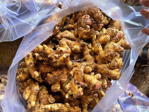 Bulk <b>fresh</b> <b>ginger</b> from Vietnam Vietnamese agricultural products supplier Bao Tram Anh Company - Product Image 3