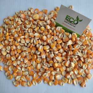 High Quality <strong>Corn</strong> Yellow Maize at Low Rate for Bulk Quantity With High Animal Food Grade for <strong>Buyers</strong>