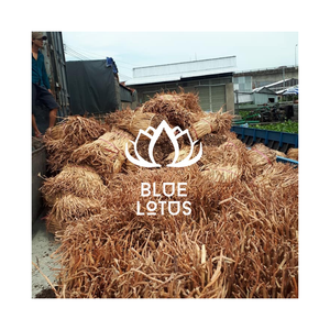 DISPONIBLE, paja de jacinto de agua a granel respetuosa con el medio ambiente, materia prima de paja Natural para muebles, cesta tejida, Exportación de Vietnam - Product Image 1