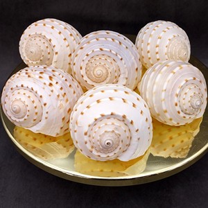 CASQUILLAS DE TUN MANCHAS NATURALES/SUPERFICIE PULIDA/ALTO GRADO PARA JOYERÍA Y ORNAMENTOS DE ARTE DE CONCHA - Product Image 3