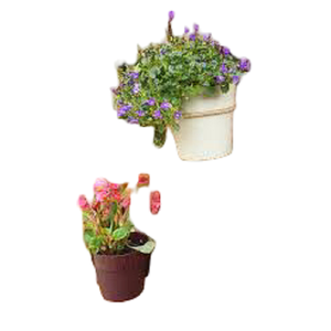 Cubos para macetas de pared, macetas en hierro galvanizado, juego de dos macetas de pared para dormitorio, plantas de interior, decoración de pared, flujo montado - Product Image 1