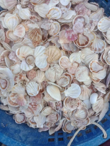 [HOT-DEAL] 2025 Naturel Séché Mixte Océan Coquillages Variété Plage Décor Artisanat Du Vietnam Prix Pas Cher à Vendre - Product Image 5