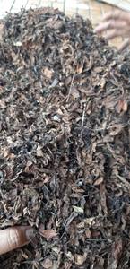 Fourniture en vrac en gros de feuilles de gelée d'herbe séchées prêtes à cuire gelée d'origine au Vietnam - Product Image 5