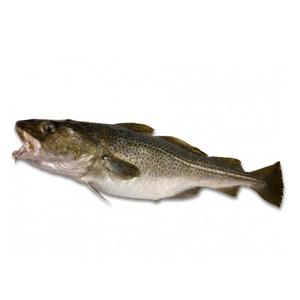 good quality of norwegian frozen atlantic cod fish (seafood)