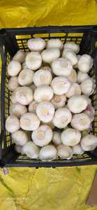 กระเทียมทั้งหัวพรีเมียม 100% ธรรมชาติ สดใหม่ คุณภาพสูง สำหรับส่งออก บรรจุภัณฑ์ตามสั่ง ยี่ห้ออัล นาดา อียิปต์ อายุการเก็บรักษา 6-9 เดือน ปริมาณ 10 ตัน - Product Image 2