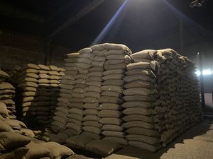 Grains de café vert avec une durée de conservation de 24 mois, 1000 kg, Vietnam, 100% pureté, café de qualité supérieure, traitement à sec, Robusta - Product Image 4